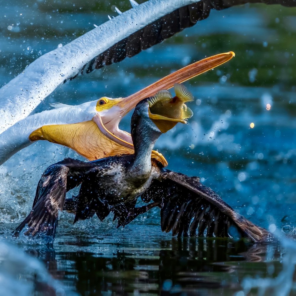 Pelican Takes Cormorant's Fish