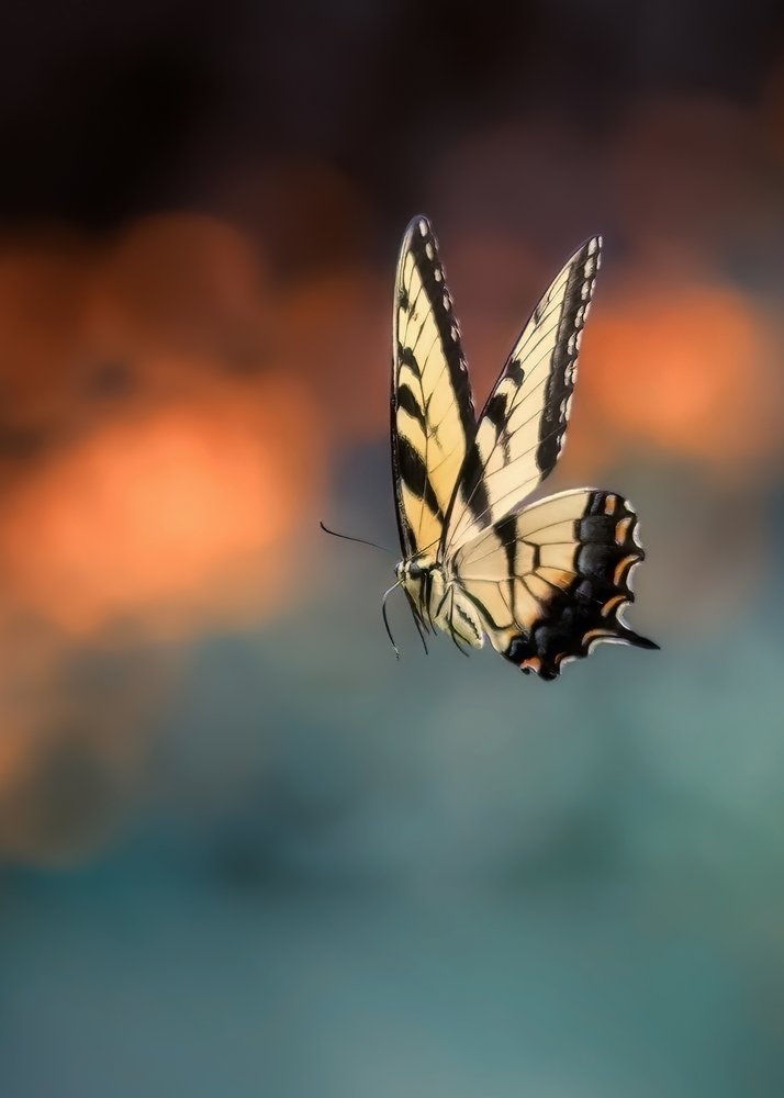 Elegant Butterfly Flight