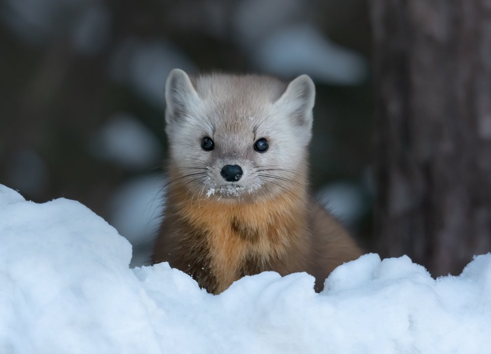 Curious Pine Marten In Snow