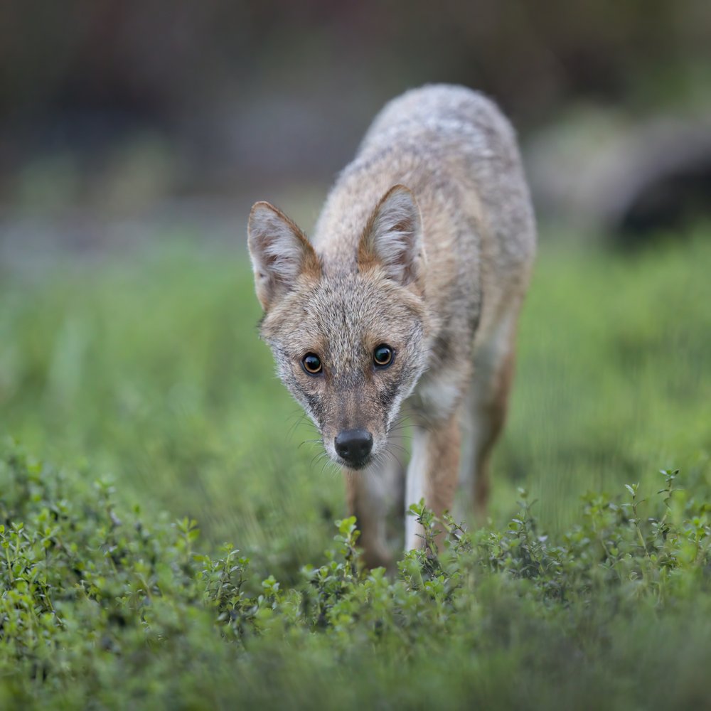 Curious Golden Jackal