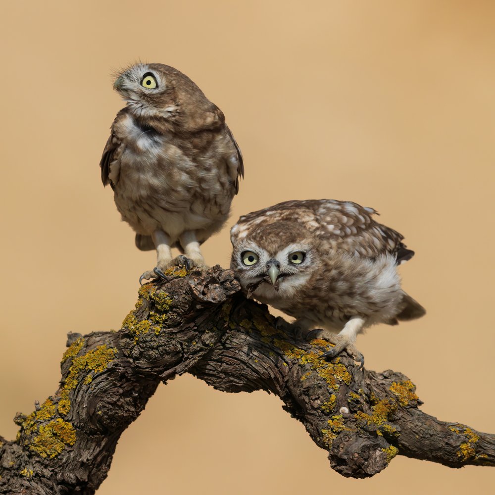 Surprised Owlet Duo