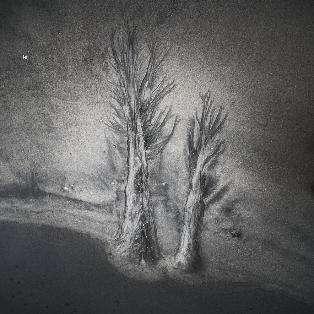 Stark Sand Trees