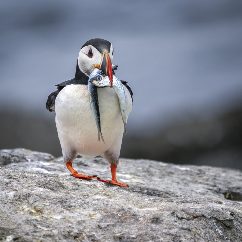 Puffin's Fresh Catch