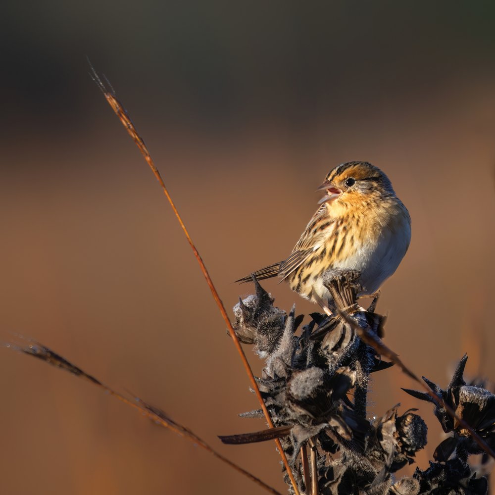 Golden Hour Sparrow
