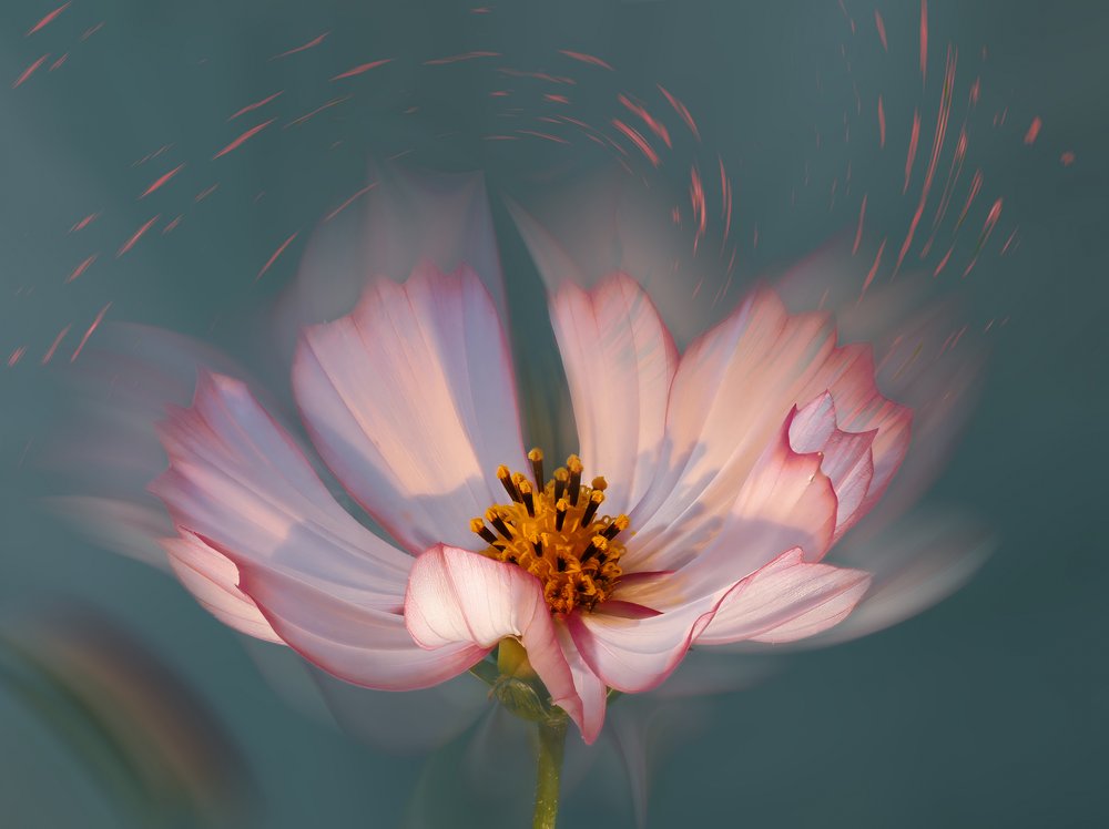 Dreamy Pink Cosmos