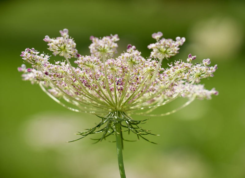 Queen Anne's Lace Bloom