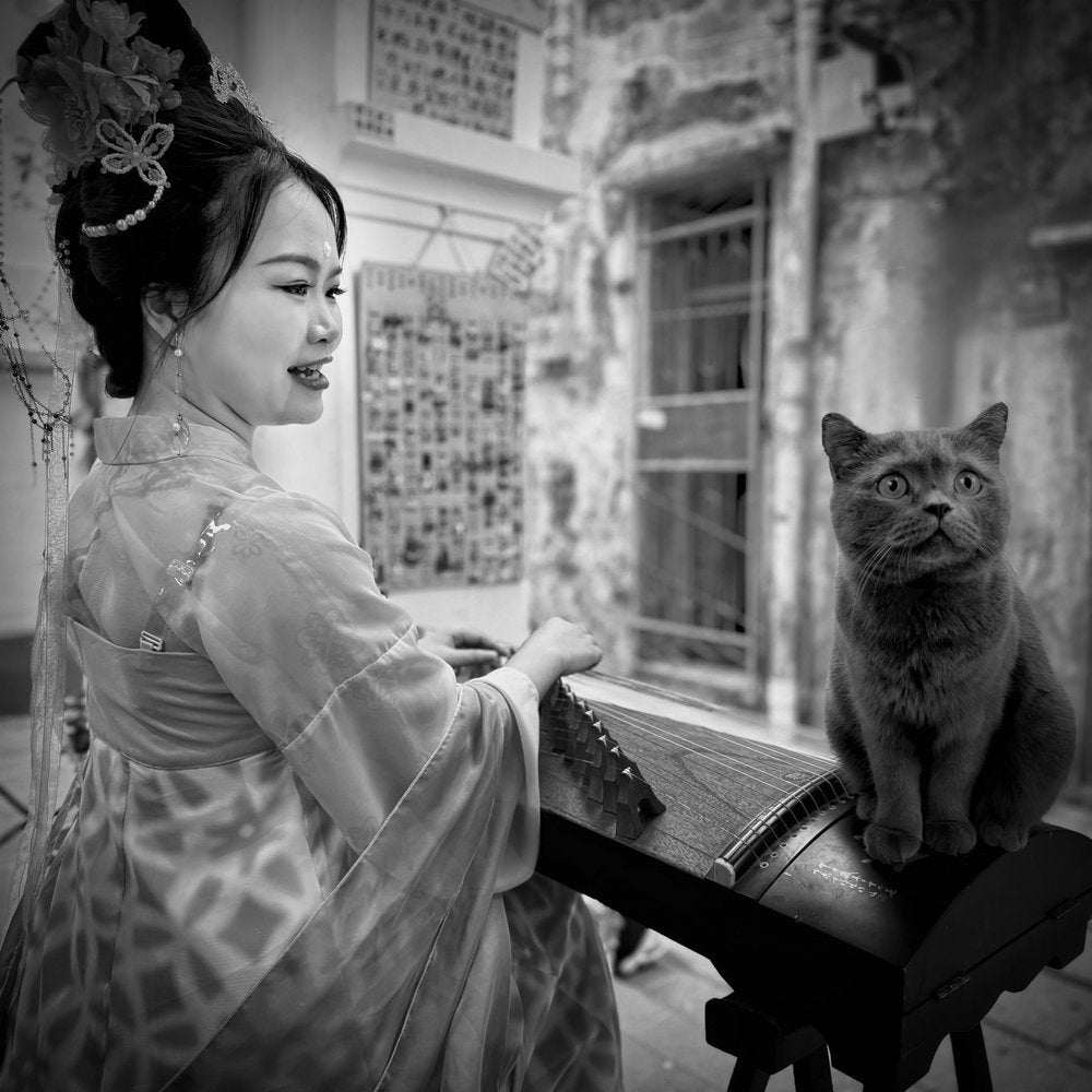 Musician and Curious Cat
