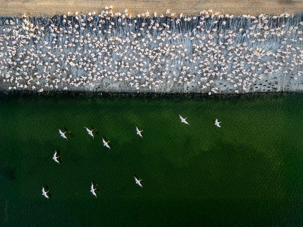 Aerial Pelican Flock
