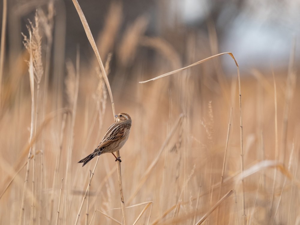 Golden Field Bird
