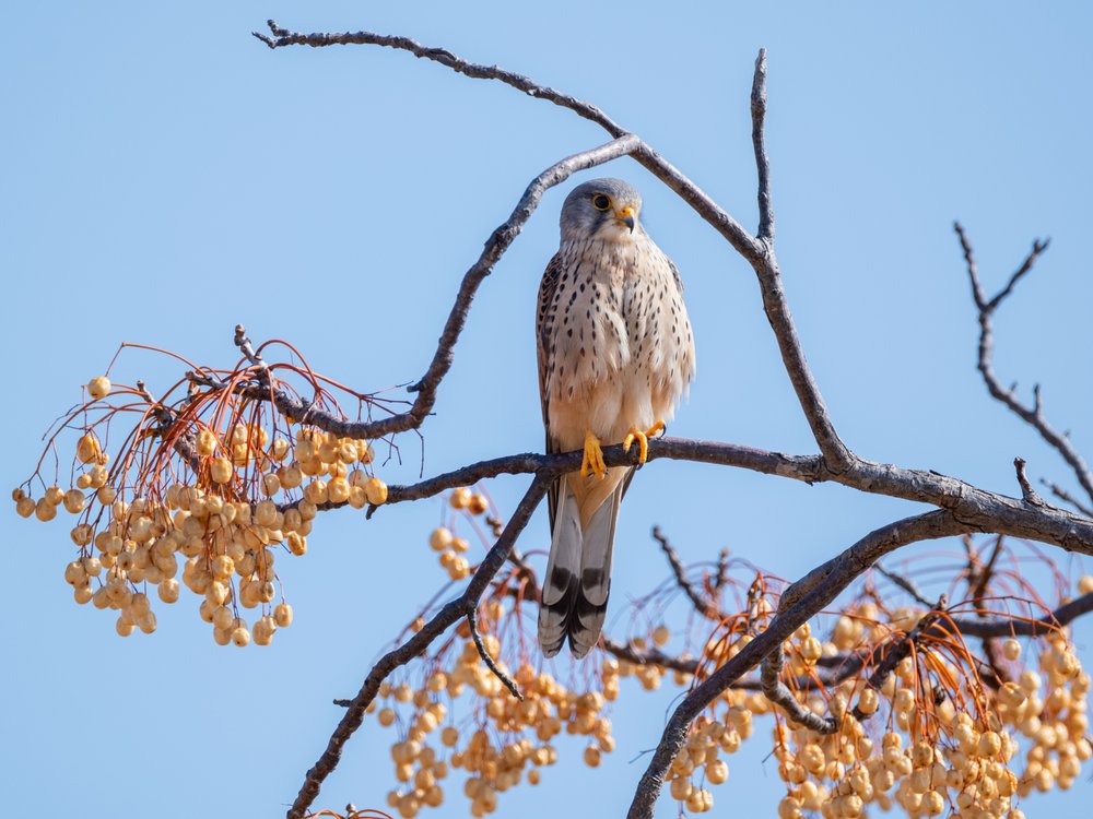 Kestrel Among Berries