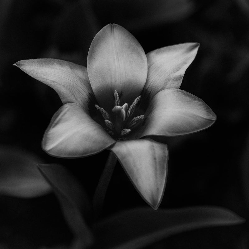 Elegant Dark Tulip Bloom
