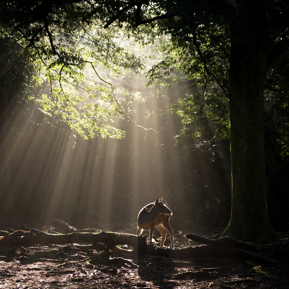Forest Deer Sunbeams
