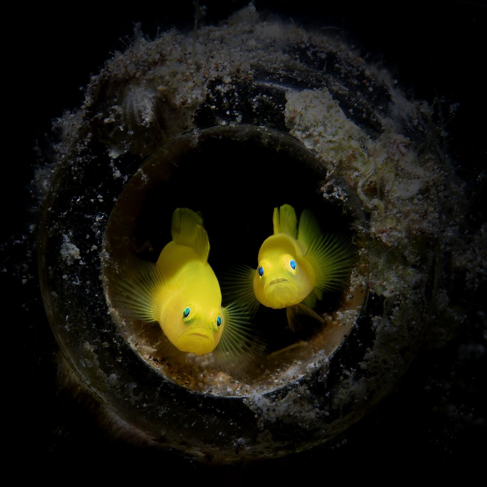 Curious Yellow Fish