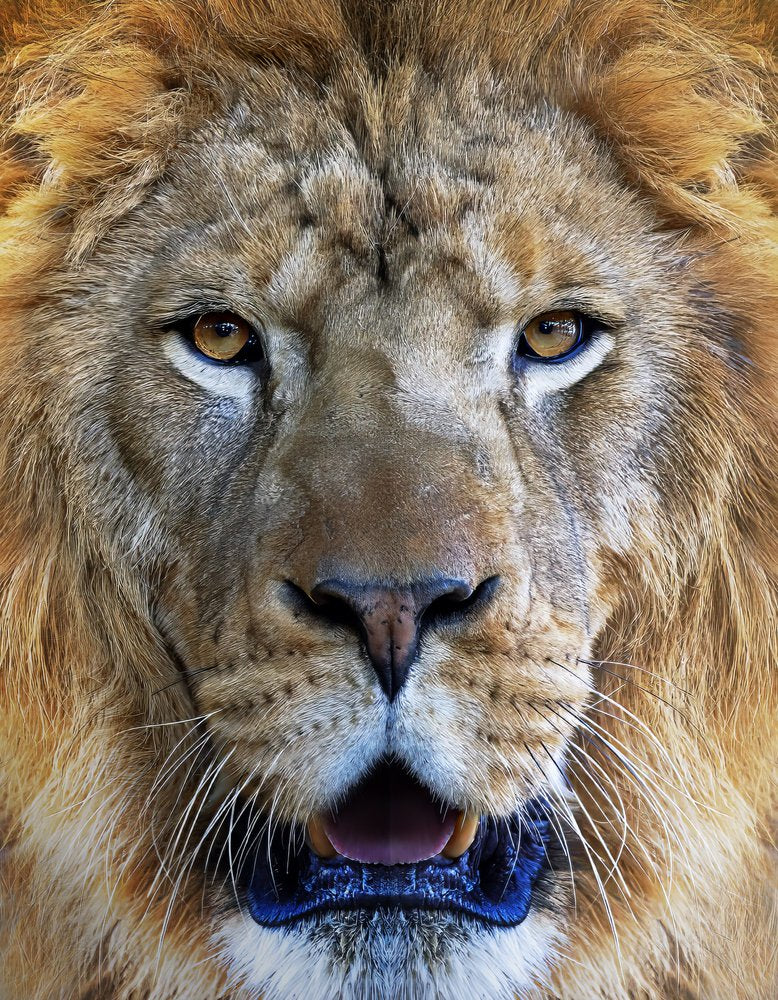 Majestic Lion Gaze