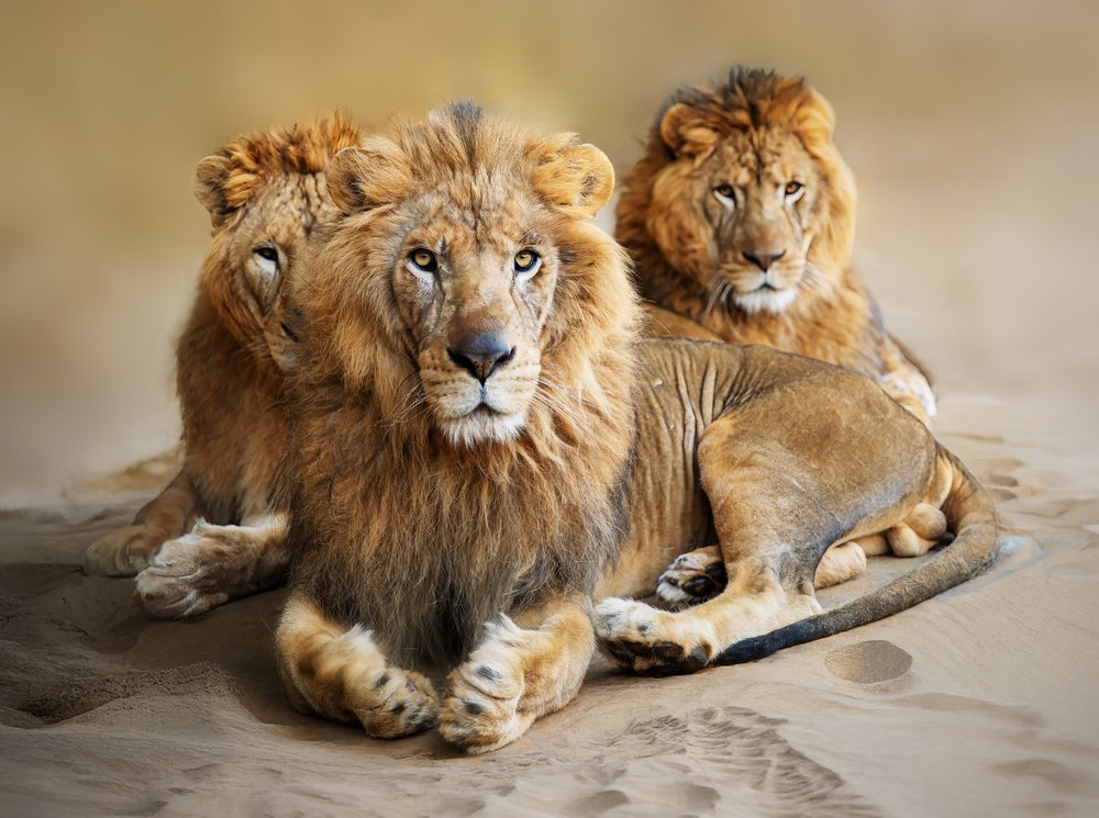 Three Majestic Lions
