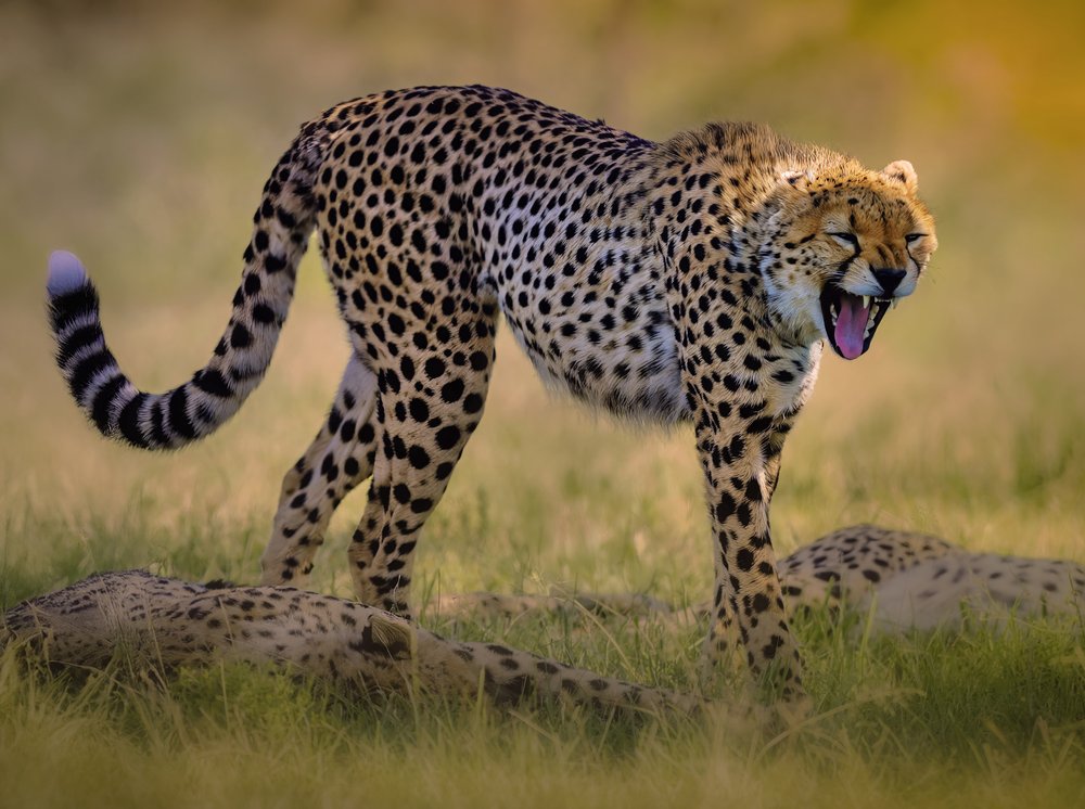 Golden Hour Cheetah Yawn