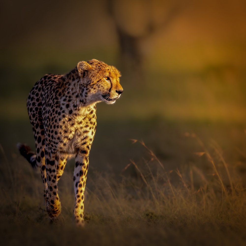 Cheetah In Golden Light