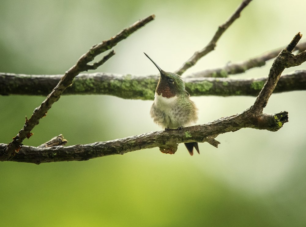 Ruby-Throated Hummingbird Perched