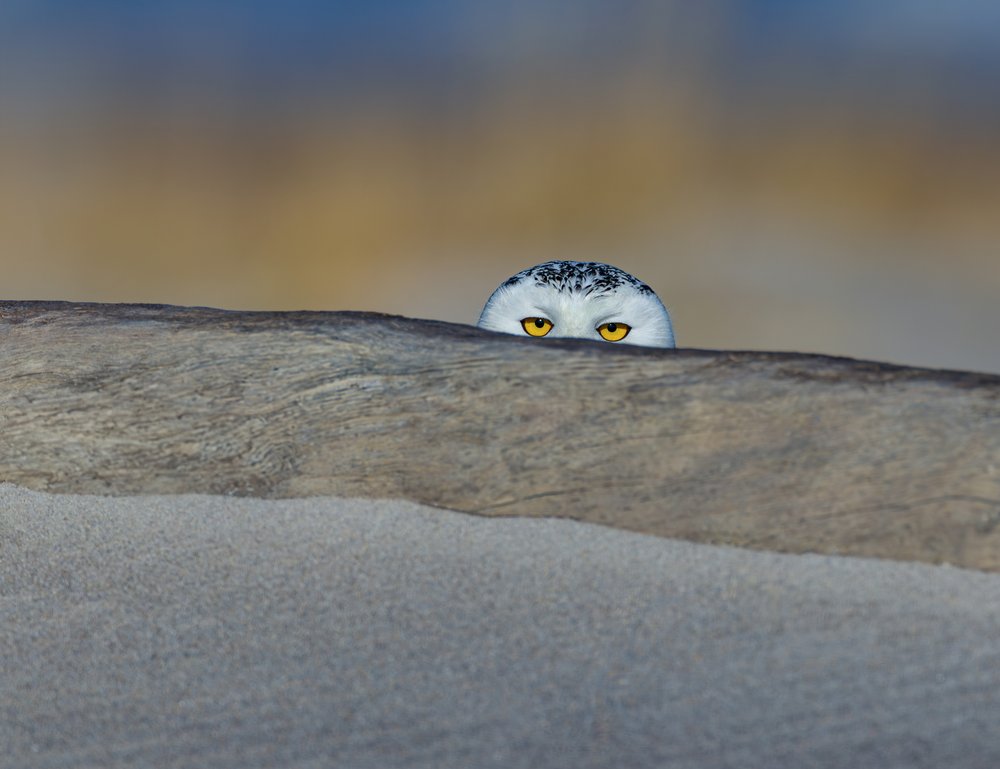 Peeking Snowy Owl