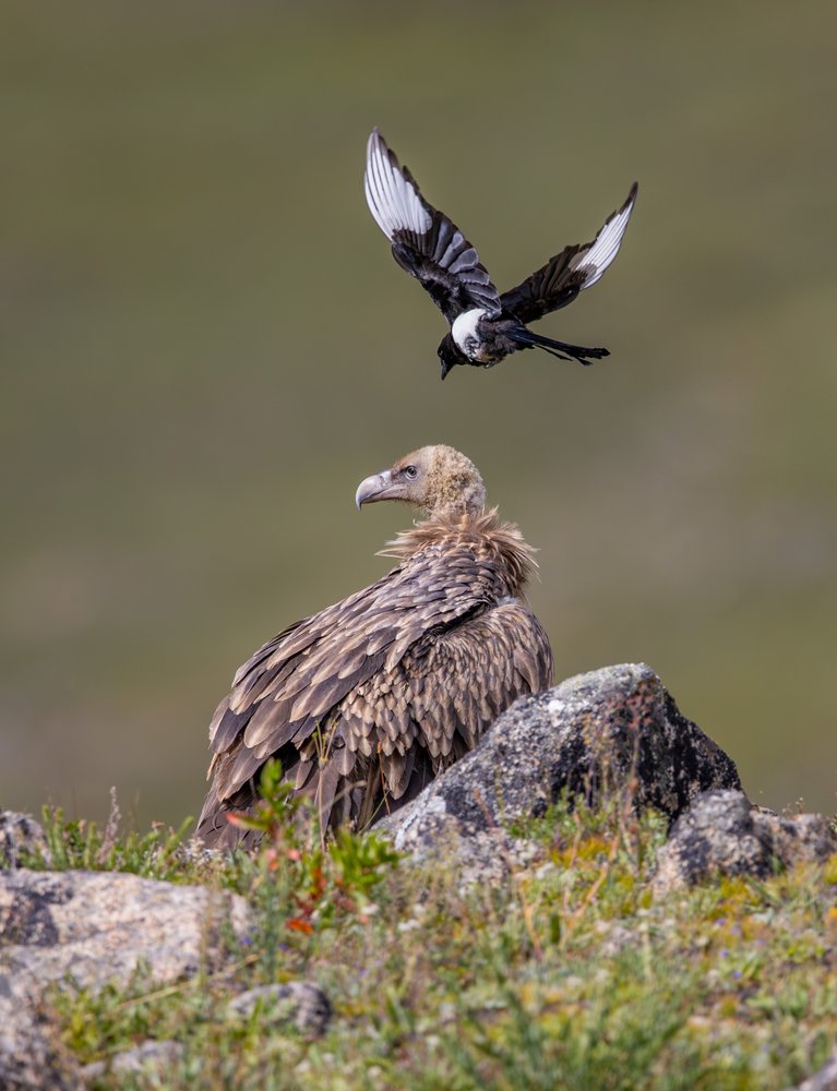 Wild Bird Interaction