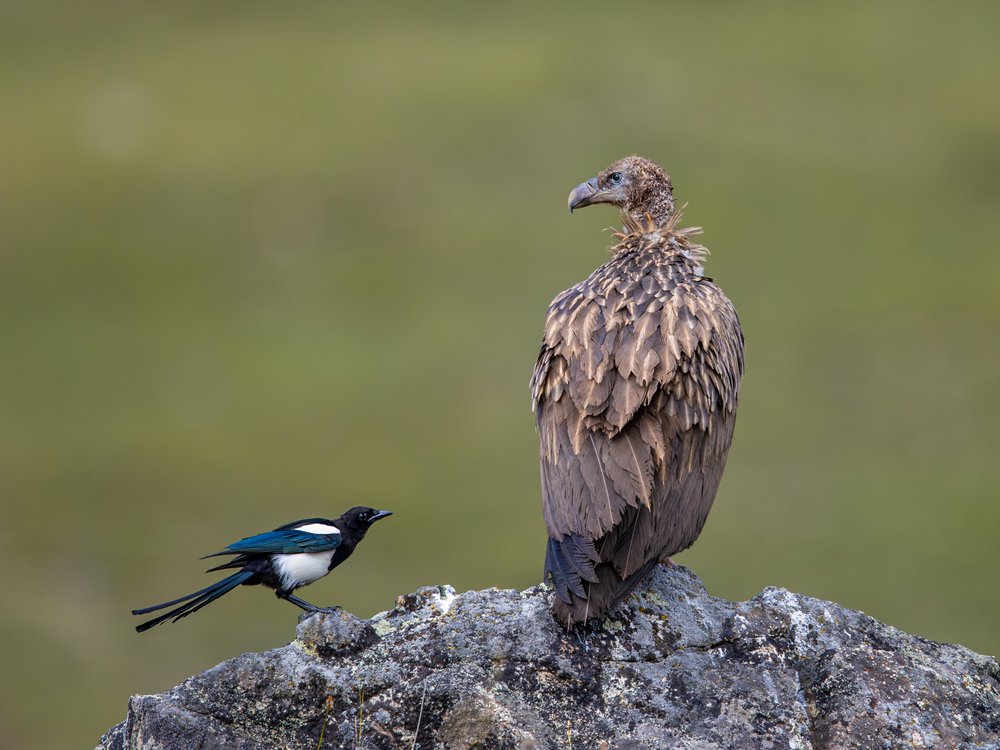 Vulture and Magpie Perched