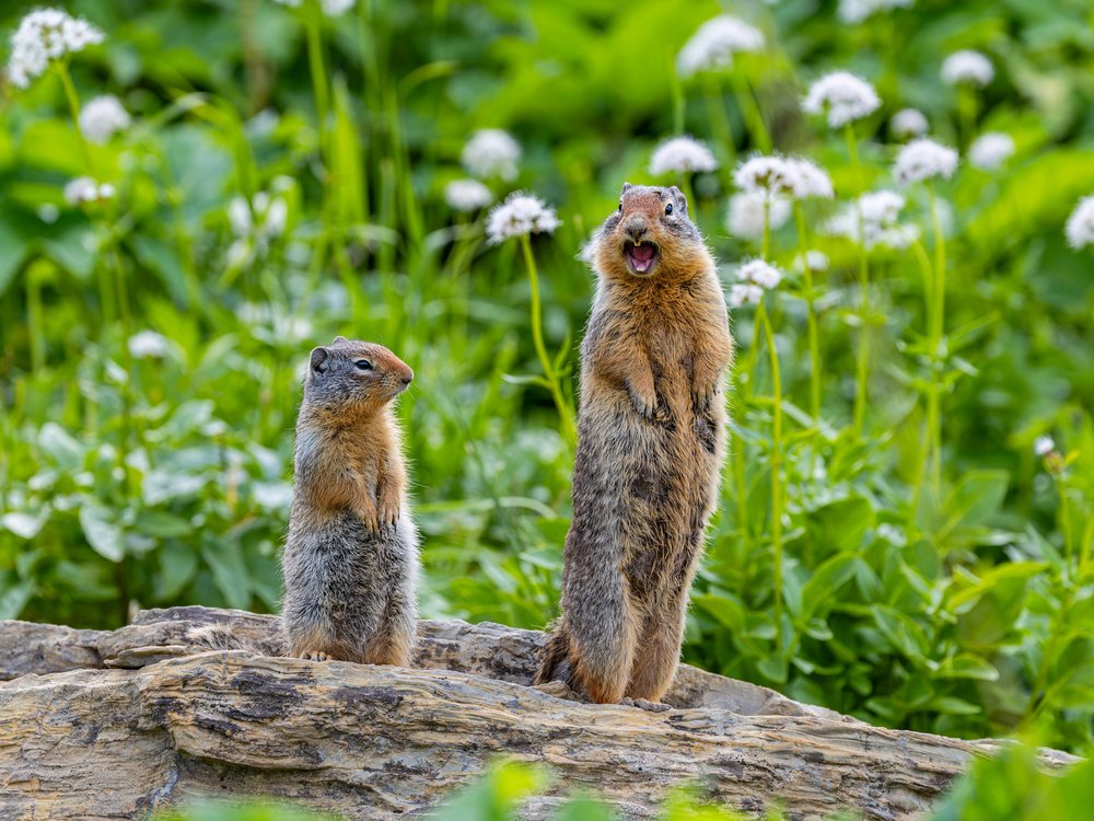 Yelling Mountain Squirrels
