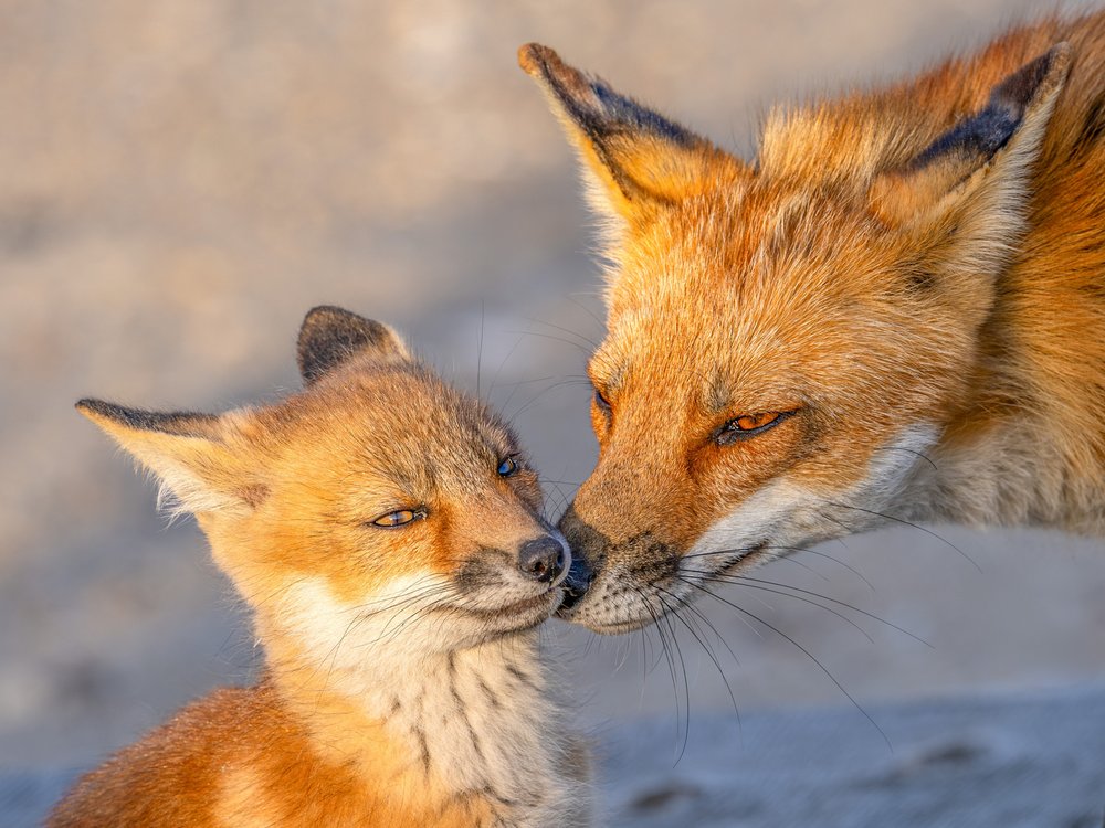 Loving Fox Family