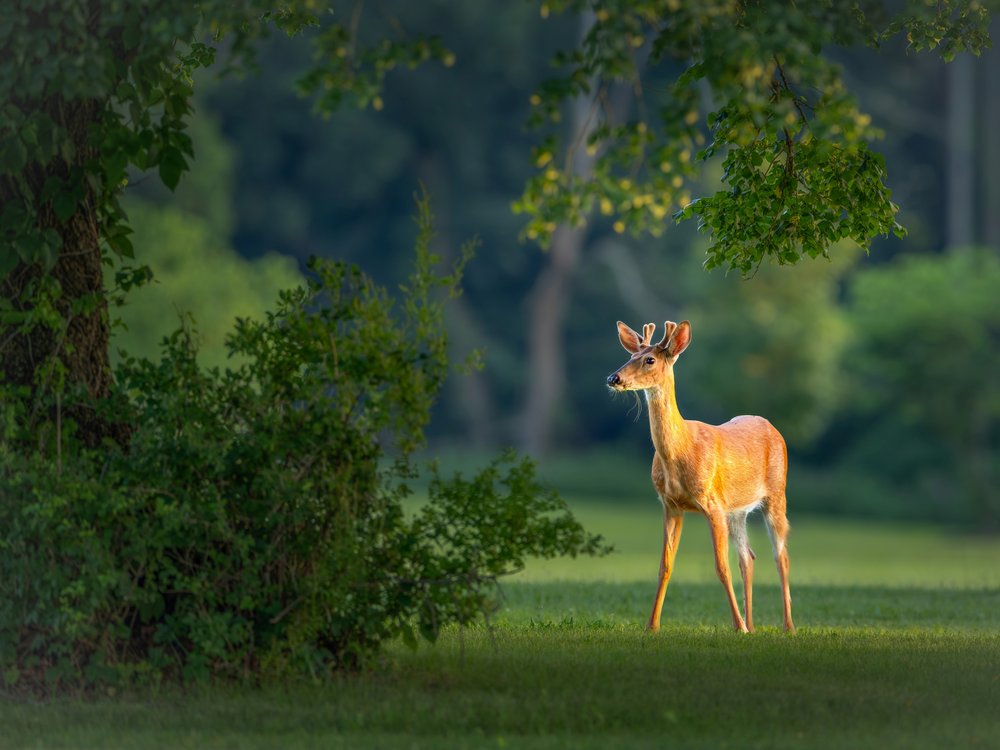 Sunlit Velvet Buck