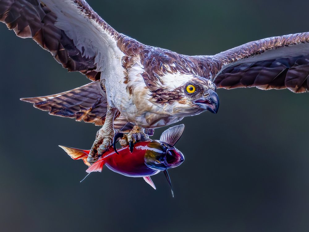 Osprey Catches Red Fish