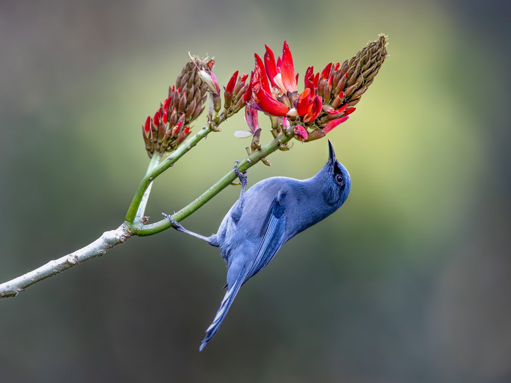 Blue Bird and Vibrant Blooms