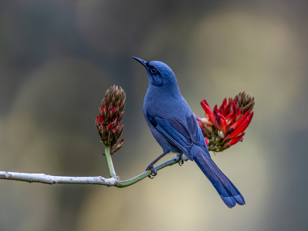 Blue Bird and Bloom