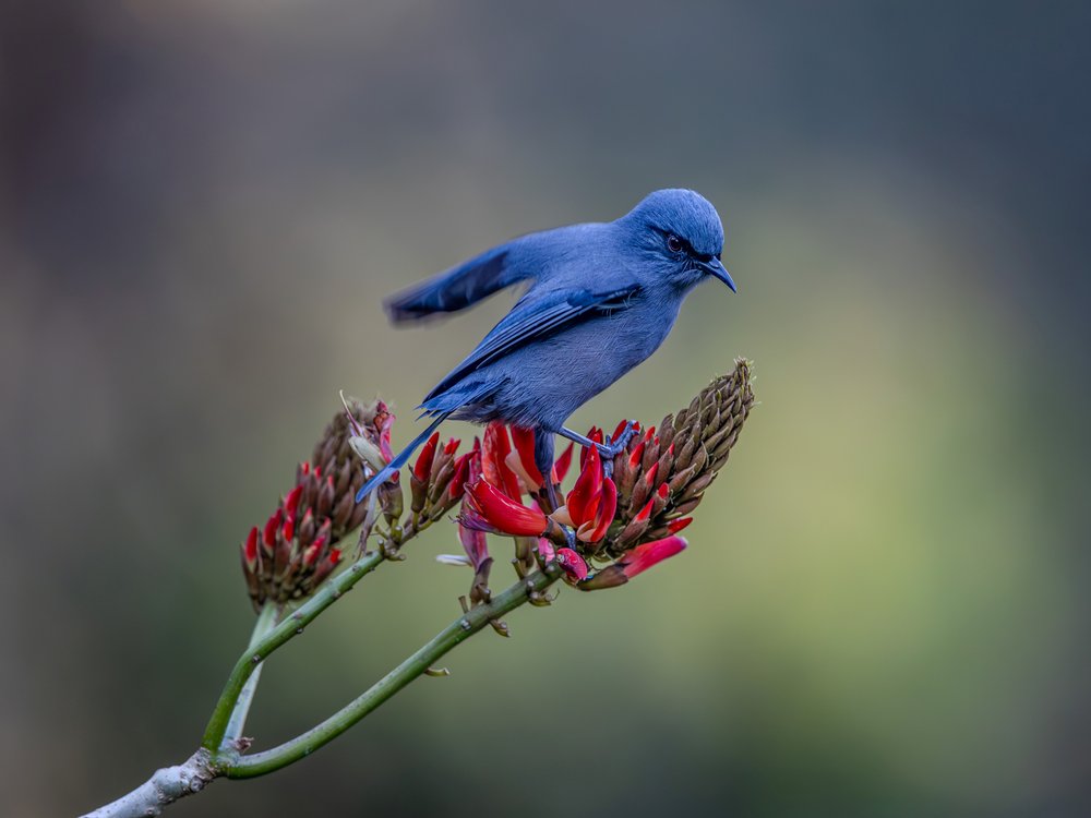 Blue Bird on Bloom