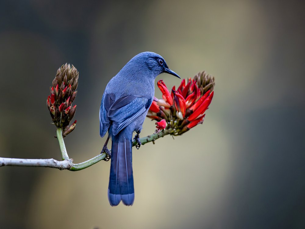 Blue Bird on Red Bloom