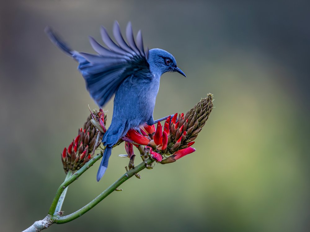 Blue Bird Red Bloom