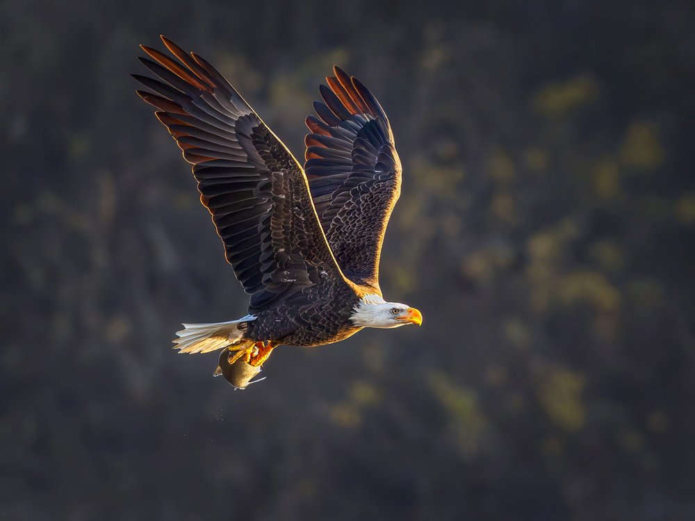 Majestic Eagle Flight
