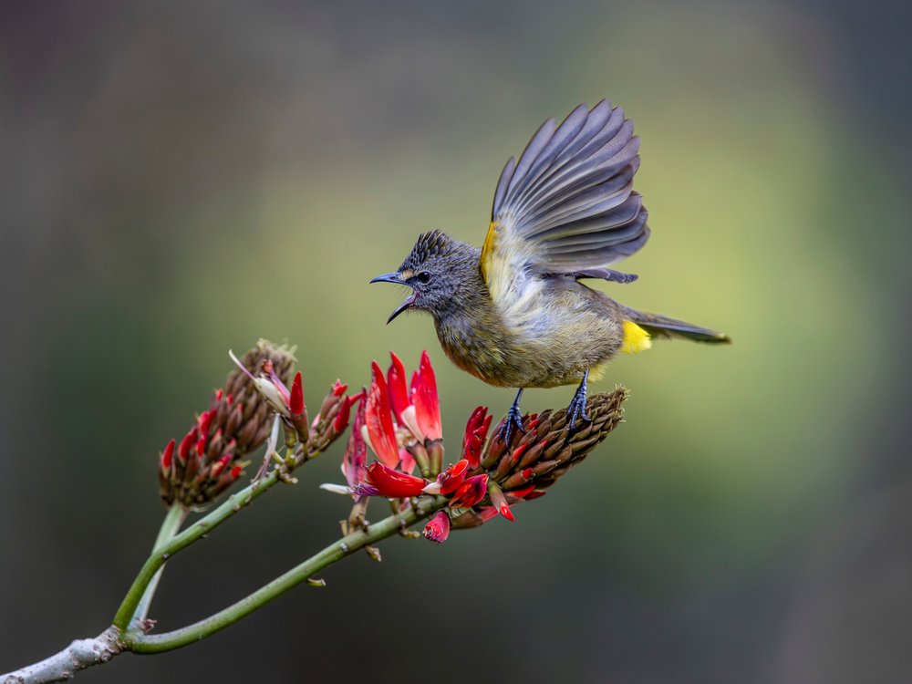 Singing Bird Red Flower