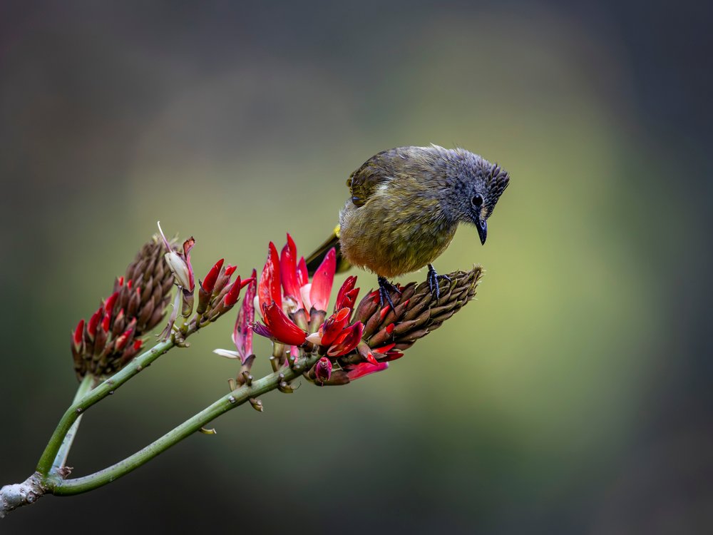 Green Bird Red Blooms