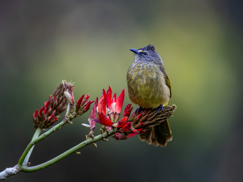 Bulbul on Red Blossoms