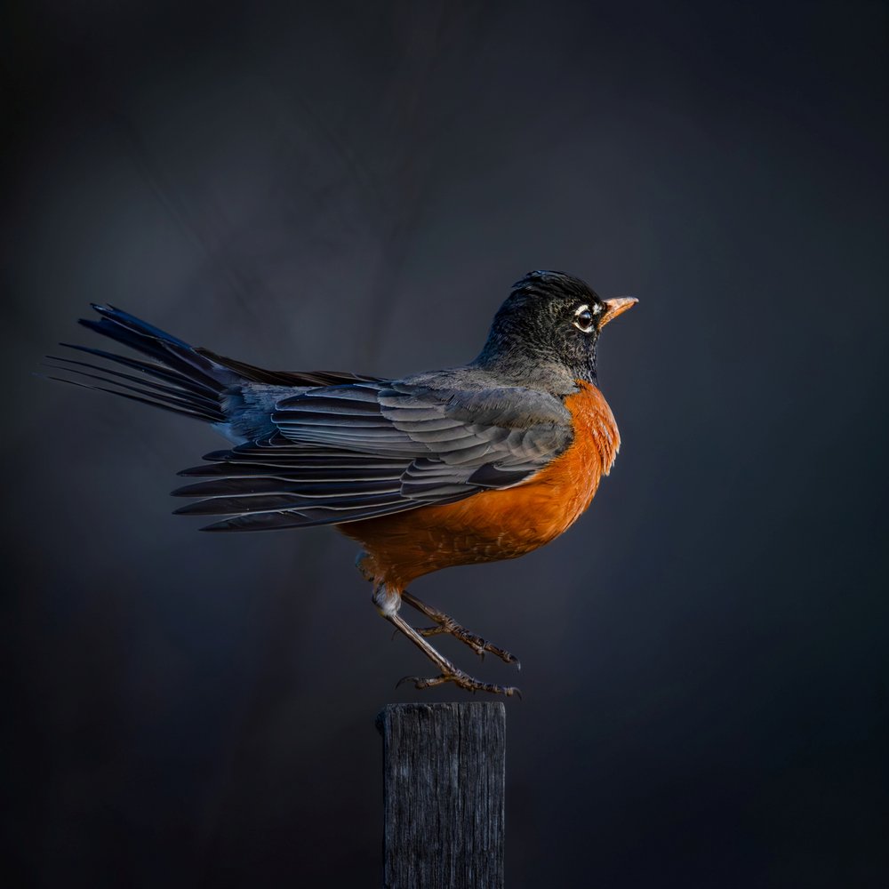 Elegant Perched Robin