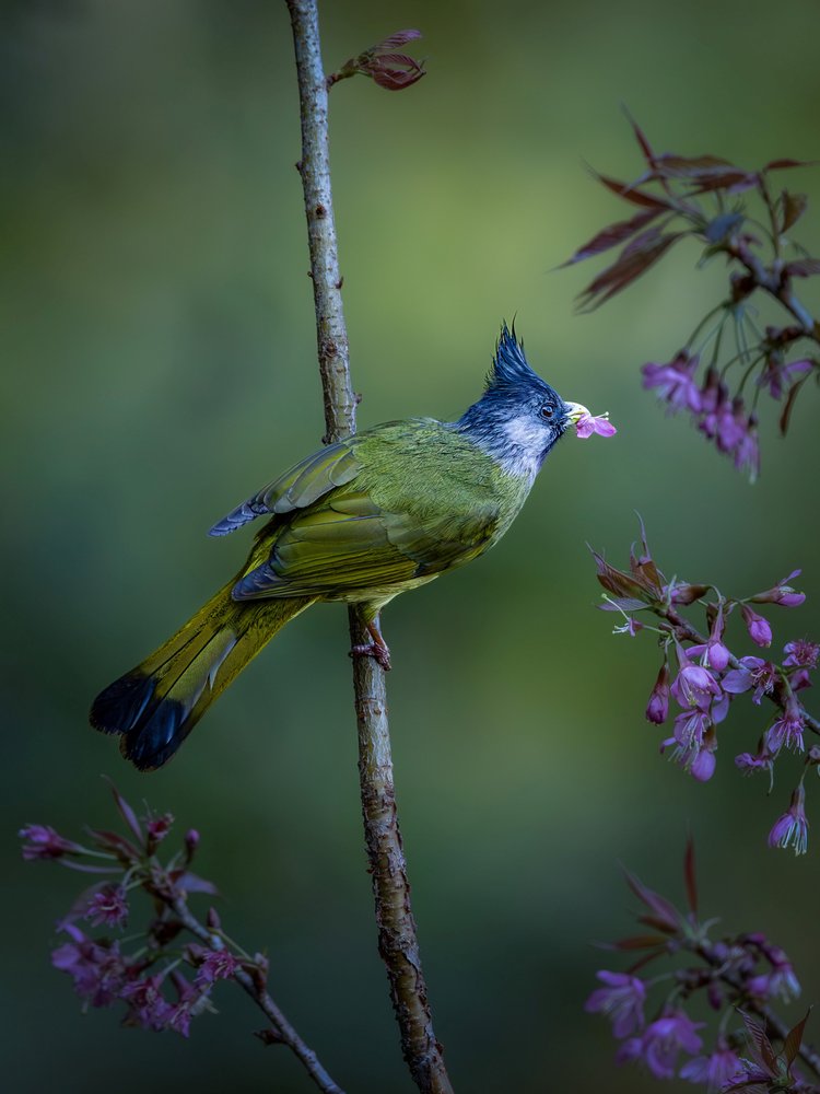 Bulbul with Pink Blossom