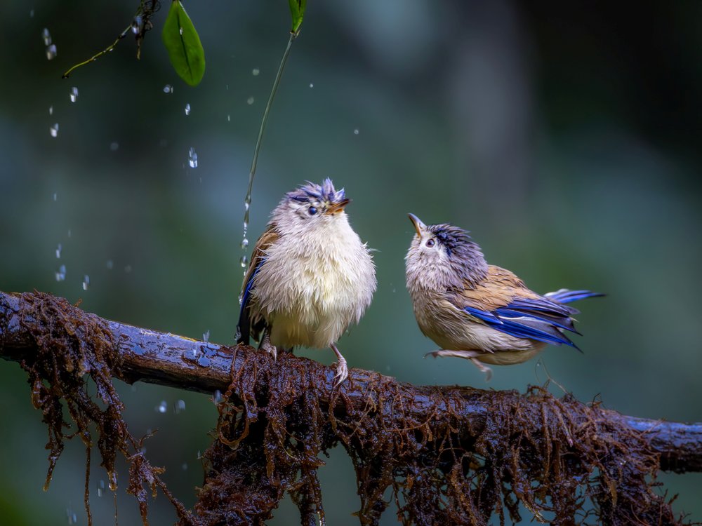 Bathing Forest Birds