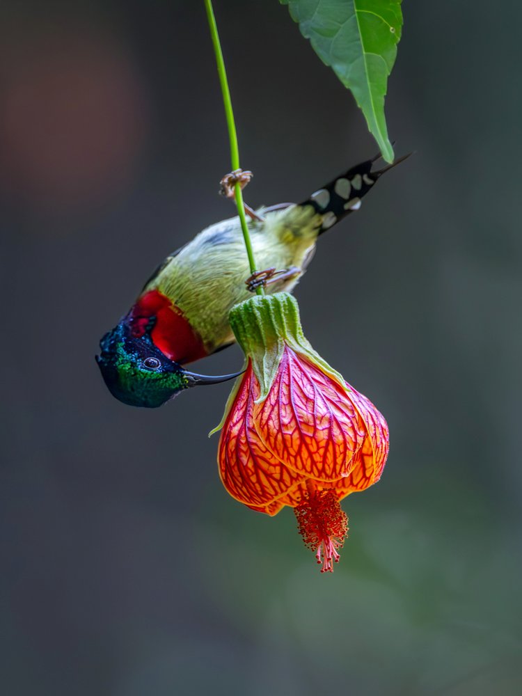 Colorful Bird Nectar Feed