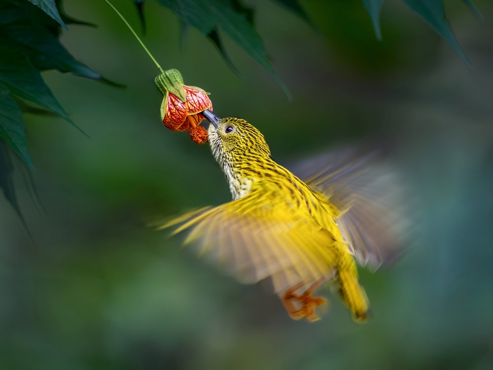 Yellow Bird Nectar Feast