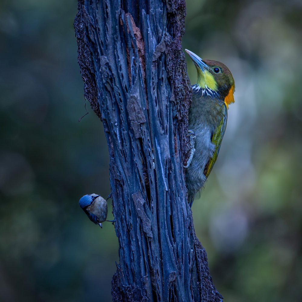 Woodpecker And Nuthatch