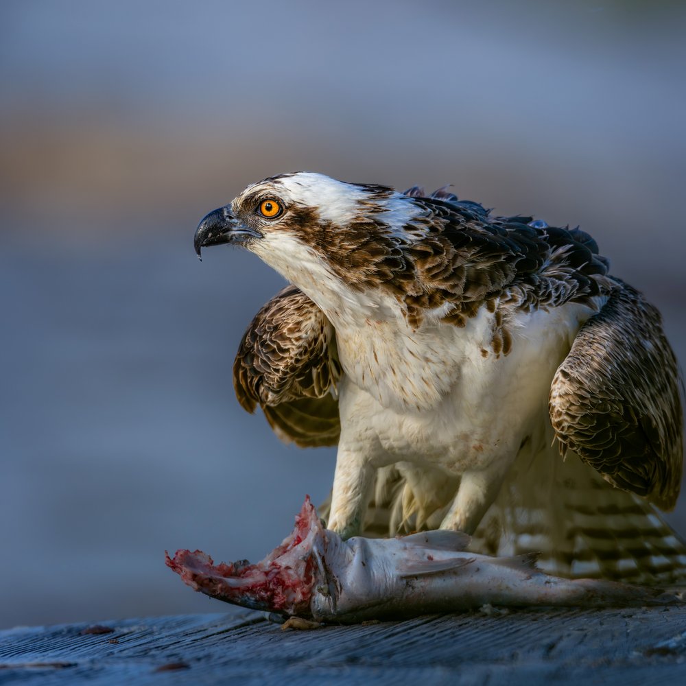 Osprey's Fresh Catch
