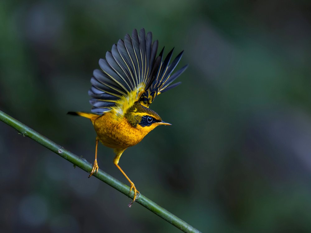 Yellow Bird Wings Spread