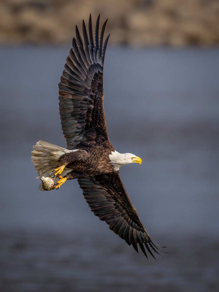 Bald Eagle Fish Catch