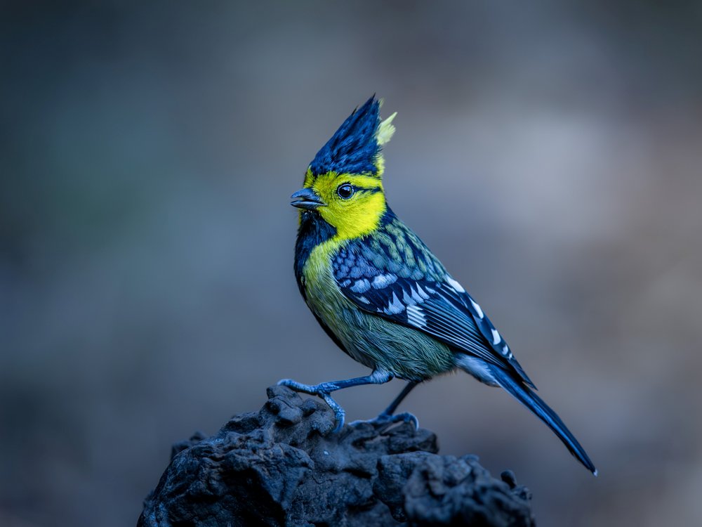 Vibrant Crested Bird
