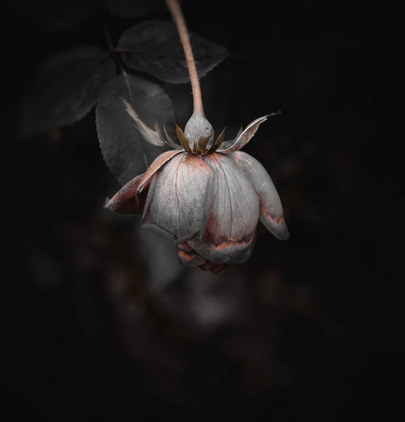Fading Dark Rose