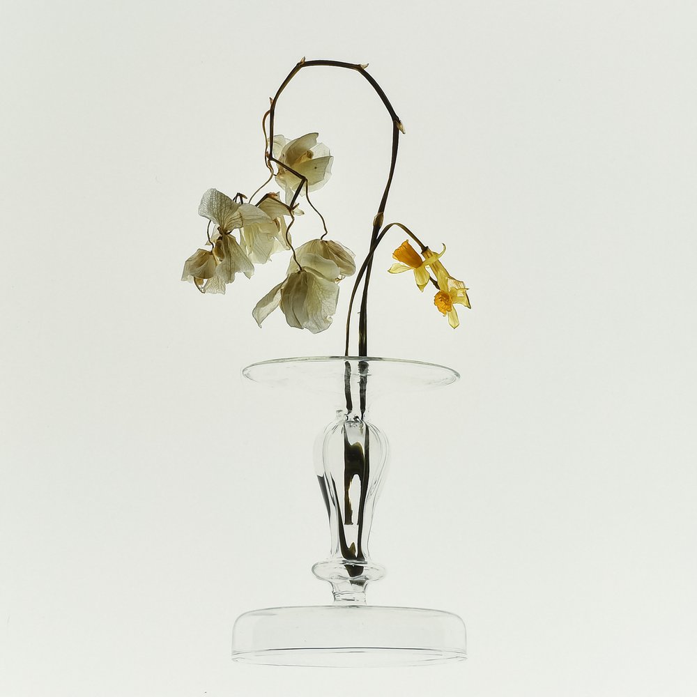 Withered Beauty Still Life